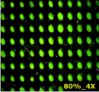Fig. 3—Fluorescence microscopy image of microarrays of DNA