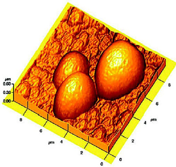Fig. 4—Surface topography of triticale starch granules. From Juszczak (2003).