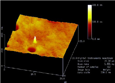 Fig. 5—Surface topography of a zein film analyzed by Atomic Force Microscopy.