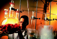 Technician using vacuum headspace technology on strawberries.