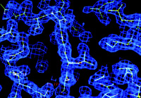 Electron density map of subtilisin protease in the vicinity of the substrate-binding site. The lines are a representation of the atoms within the protein as a stick model.