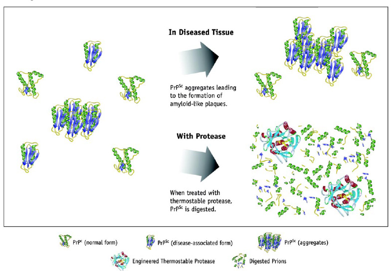 Prion digestion by engineered protease. PrPc (prion protein, chromosomal) is the normal type found in cells. PrPsc (PRP-scrapie) is the infected form, resistant to protease degradation. Bioengineered enzymes overcome this resistance, to break down PrPc.