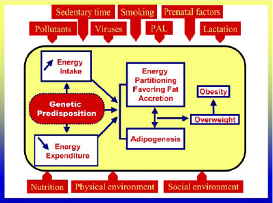 Environmental, behaviorial, and biological hypotheses for obesity.