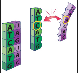 Fig. 2—A strand of RNA (purple) will partner with its matching strand of DNA (green). However, if the bases aren’t complementary, the strands won’t fit together.