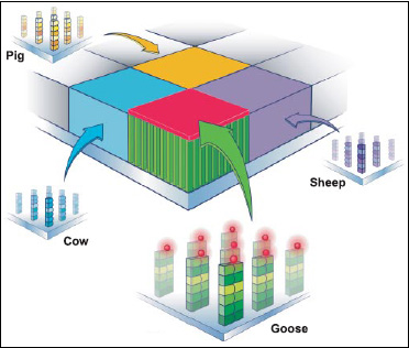 Fig. 5—Shining a laser light on the microarray causes the tagged RNA fragments that hybridized to glow. This microarray shows the presence of goose DNA in the feed sample but no cow, sheep, or pig DNA.