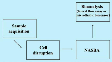Fig. 1—Analytical operations for the detection of intracellular RNA. These unit operations are realized in the modules of the bioanalytical microsystem.