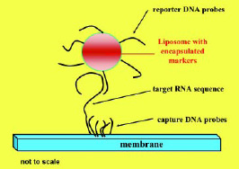 Fig. 2—Principle of the DNA/RNA hybridization assay.