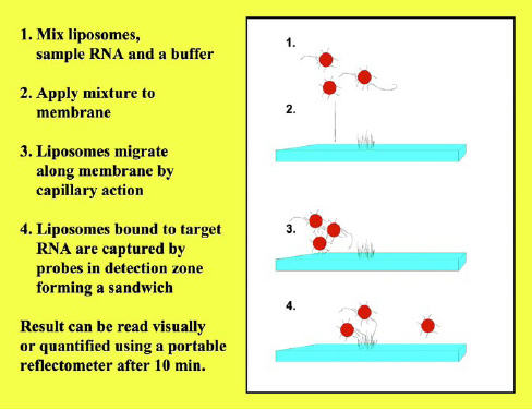 Fig. 3—Principle of the lateral flow assay for the quantification of RNA from a pathogenic organism present in a sample.