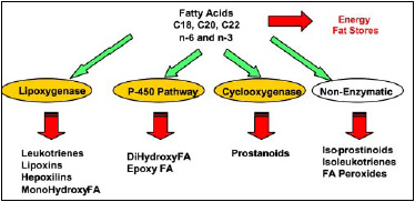 Fig. 2—Fatty acid oxidation in vivo.