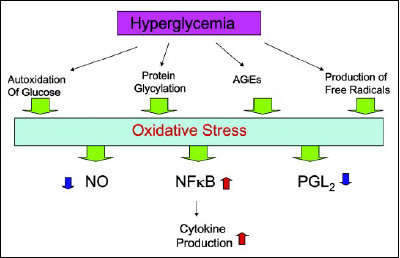 Fig. 3—Hyperglycemia-induced oxidative stress activates NF-kB and development of vascular complications.