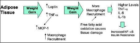 Fig. 4—Increasing levels of weight gain results in more macrophage recruitment to the adipose tissue and more inflammatory cytokine production.