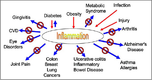 Fig. 5—Antioxidants decrease inflammatory responses.