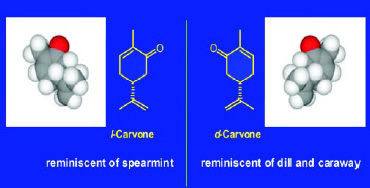 Fig. 7—Chirality of carvone. The two enantiomers have identical physical properties (boiling point, vapor pressure, etc.) but different olfactive qualities.