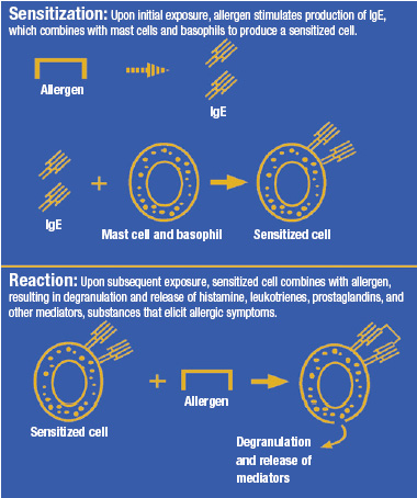 Mechanism of allergic reaction