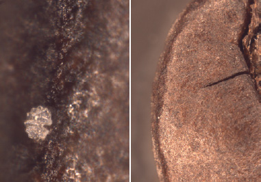 Fig. 1a —A marker situated on a coffee bean. The marker is about 50 micrometers in diameter; the original magnification of this picture is about 1,000×. Fig. 1b—This same marker on the same bean at a lower magnification. The marker here appears as the small white dot situated bottom left on the inner ridge of the toasted rim of the coffee bean; the original magnification of this picture is about 20×.