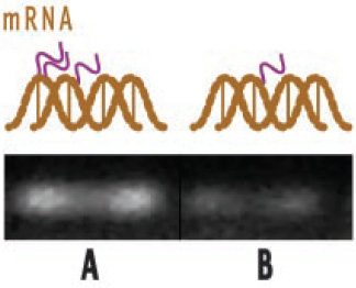 Figure 3 Effect of theaflavins from black tea on expression of COX-2, a gene involved in infl ammation and pain, as shown by reverse transcription–PCR and electrophoresis. (A) With no theafl avins, COX-2 is activated in tumor cells, producing substantial mRNA. (B) Theafl avins reduce gene expression and production of mRNA, ultimately lowering production of COX-2.