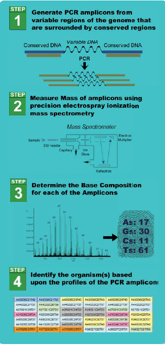 Figure 2 Operating principle of the TIGER biosensor system.