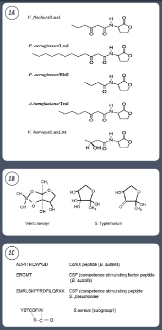 Figure 1 Schematic representation of molecules that function as autoinducers in bacterial quorum sensing: (A) acyl-homoserine lactones (AHLs), (B) boronated and non-boronated forms of AI-2, and (C) the amino acid sequence of oligopeptides (asterisk represents an isoprenyl modification).