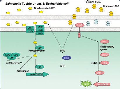 Figure 2: Schematic representation of the AI-2 responses and gene activation pathway observed in different bacteria (adapted from Vendeville et al., 2005).