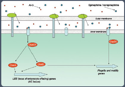 Figure 3: Schematic representation of the proposed AI-3 signaling system in enterohemorrhagic E. coli O157:H7 (adapted from Reading and Sperandio, 2005).