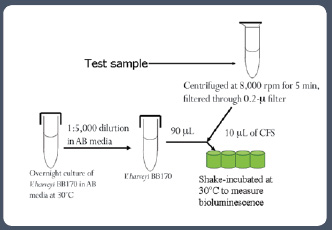 Figure 4 Schematic representation of the AI-2 activity bioassay (note that negative controls must be included as needed)
