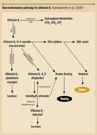 Biotransformation pathways for aflatoxin B. From Bammler et al. (2000)