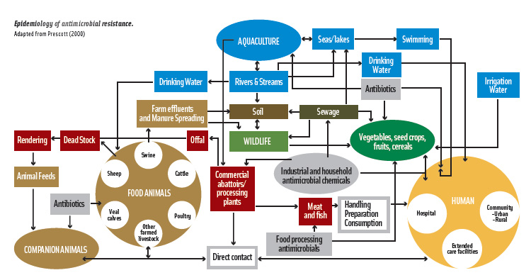 Epidemiology of antimicrobial resistance. Adapted from Prescott (2000)