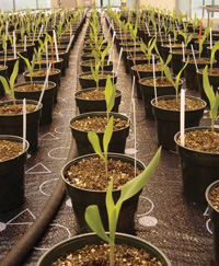 Biotech corn is grown in greenhouses during the early stages of research. This corn provides benefits to farmers through increased resistance to bugs, ability to withstand drought conditions, and better weed control.
