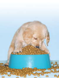 This puppy may be in “puppy heaven,” but pet owners need to make sure that they do not overfeed their pets. Regular feeding schedules giving treats sparingly, and avoiding table scraps will help to keep pets trim and healthy.