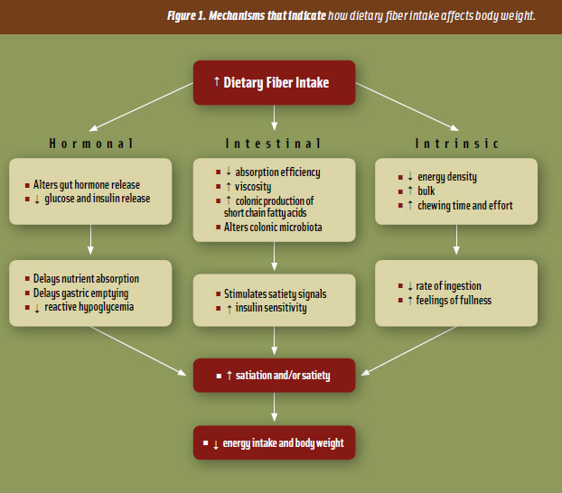 Figure 1. Mechanisms that indicate how dietary fiber intake affects body weight.