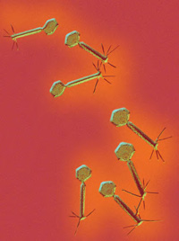 TEM of bacteriophage P2 showing the typical head tail morphology specific to bacteriophages.