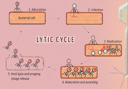 Figure 2. Schematic overview of the steps leading to release of daughter phages from an infected cell.