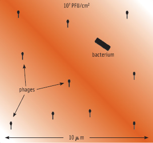 Figure 3. Schematic representation of a millionth of a square cm on which a single bacterial cell is situated. The presence of the 10 phages indicates that this surface was treated with 107PFU/cm2.