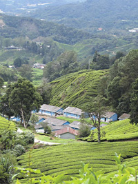 Below: A tea plantation in Malaysia. Camellia sinensis is a versatile plant that can be used to make tea in various forms (e.g., green, oolong, black) as well as oils, dyes, and aromatic ingredients.