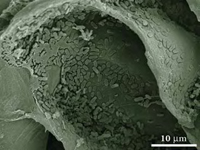 Scanning electron microscopy (SEM) image showing attachment and initiation of biofilm formation by Salmonella enterica serovar Poona cells inside the netting of inoculated cantaloupe. Cantaloupes were inoculated and allowed to dry at 20° C for 2 hr prior to imaging.