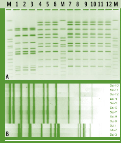Figure 2. (a) Picture of a pulsed field gel electrophoresis (PFGE) agarose gel for Salmonella isolates digested with XbaI. Lanes 1, 7, and 15 represent digested DNA from the control strain Salmonella ser. Braenderup (H9812), which is used as the marker (denoted by M in the gel image) for bioinformatics analysis. Lanes 2–6 and 8–12 represent 12 Salmonella test isolates characterized by PFGE typing. (b) Dendogram of PFGE banding patterns for Salmonella test isolates 1–12 normalized using BioNumerics software.
