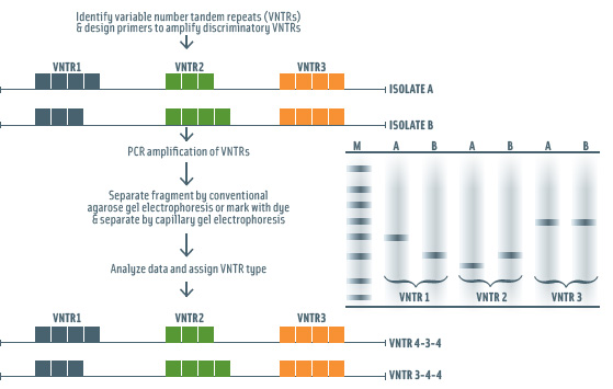 Figure 4. Concept and workflow of multilocus variable number tandem repeat (MLVA) typing, including hypothetical variable number tandem repeats (VNTRs) for two isolates and hypothetical agarose gel electrophoresis to separate VNTRs amplified for those isolates. Lanes in the hypothetical agarose gel electrophoresis image from left to right include a DNA marker (designated M, where larger fragments are found at the top of the gel and smaller fragments are at the bottom of the gel) in lane 1 and size of VNTRs 1–3 for isolates A and B in lanes 2–7.