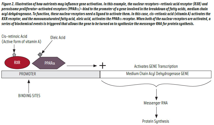 Figure 2. Illustration of how nutrients may influence gene activation. In this example, the nuclear receptors—retinoic acid receptor (RXR) and peroxisome proliferator-activated receptors (PPARα)—bind to the promoter of a gene involved in the breakdown of fatty acids, medium chain acyl dehydrogenase. To function, these nuclear receptors need a ligand to activate them. In this case, cis-retionic acid (vitamin A) activates the RXR receptor, and the monounsaturated fatty acid, oleic acid, activates the PPARα receptor. When both of the nuclear receptors are activated, a series of biochemical events is triggered that allows the gene to be turned on to synthesize the messenger RNA for protein synthesis.