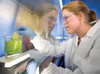 Improving the safety of foods is an ongoing challenge for food microbiologists, scientists, and technologists. USDA/ARS Research Assistant Danielle Goudeau inoculates romaine lettuce leaf with E. coli O157:H7 to study the pathogen’s biology on salad greens.