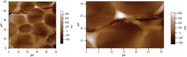 Figure 2. AFM images of the cut surface of dry seeds reveal gross features such as starch granules and cell walls (right).