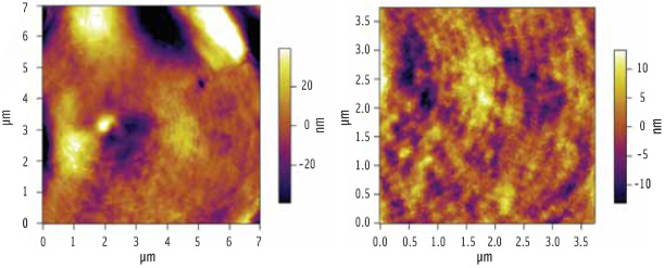 Figure 3. After hydration, ‘growth-ring’ ultrastructure becomes visible in the starch granules.