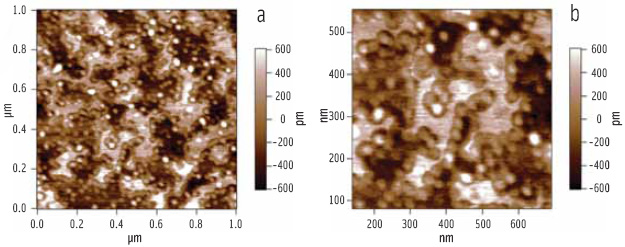 Figure 6. (a) AFM topography image of lipase-colipase penetration into a mixed phospholipid-bile salt film. (b) Electronic zoom of the lower left region showing the clustering of the enzymes at domain boundaries.