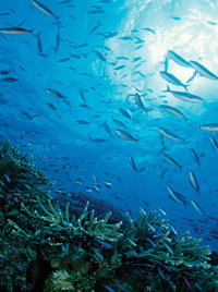 Marine life, including fish, seaweed, and algae, represents a unique and growing global resource for the production of nutraceuticals and functional food ingredients.