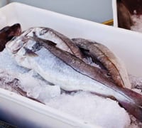 In Norway, fish are separated into vessels prior to being labeled with radio frequency identification tags.
