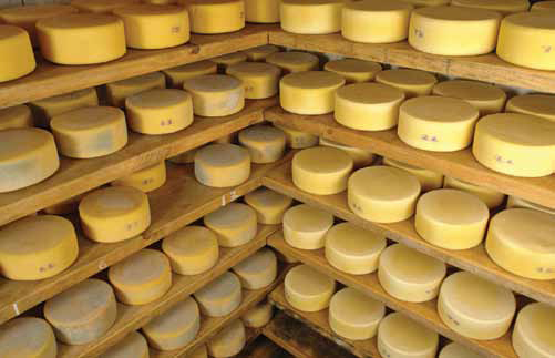 Figure 3. The aging process assists in the development of the desired quality traits of the cheese.