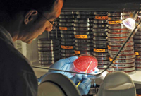 Incubation of C. difficile samples inside Whitley anaerobic workstation.