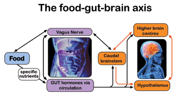 Food and dietary components interact with the gastrointestinal tract, which in turn signals hunger and satiety to the brain through as yet not well understood mechanisms.