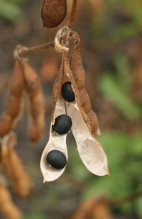 Azuki beans and black soybeans now offered
