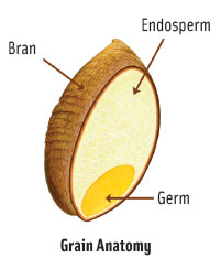 Whole grains contain all of the naturally occurring anatomical parts of an entire grain seed, thereby encompassing all essential nutrients in the seed.