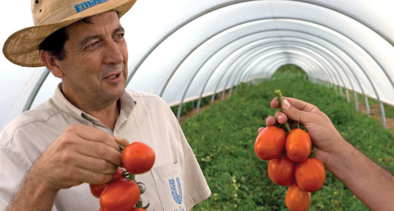 Unilever encourages its tomato growers to adopt sustainable practices like drip irrigation.